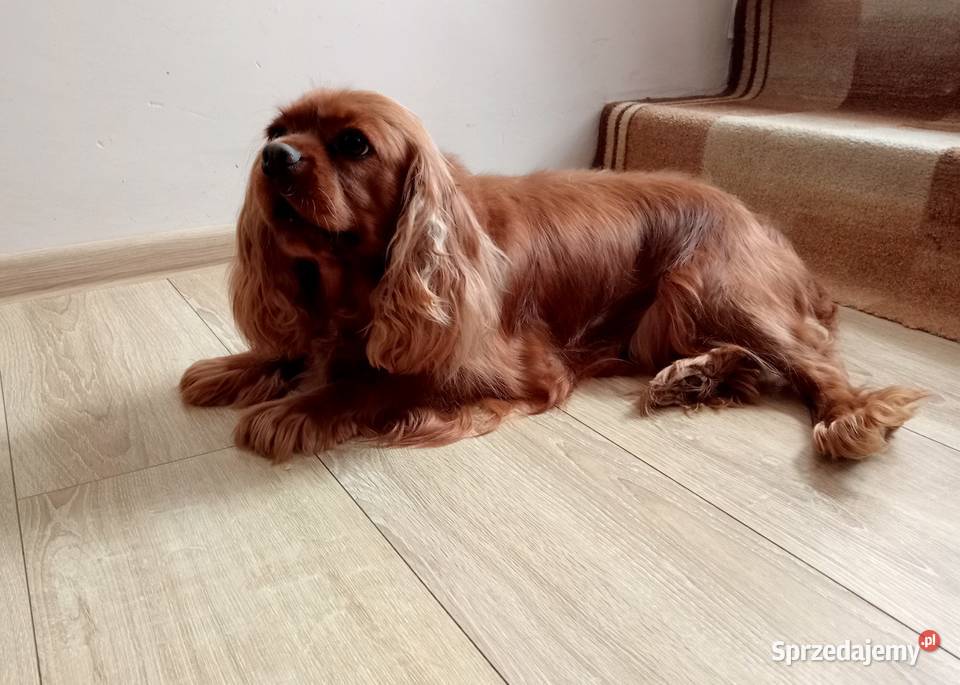 Cavalier King Charles Spaniel Ruby 2026 Cavalier King Charles Spaniel śląskie Częstochowa