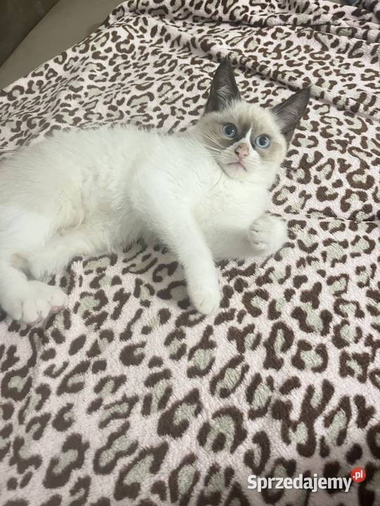 Kotki w typie rasy Ragdoll 13 tygodni kocurki lubelskie Chełm