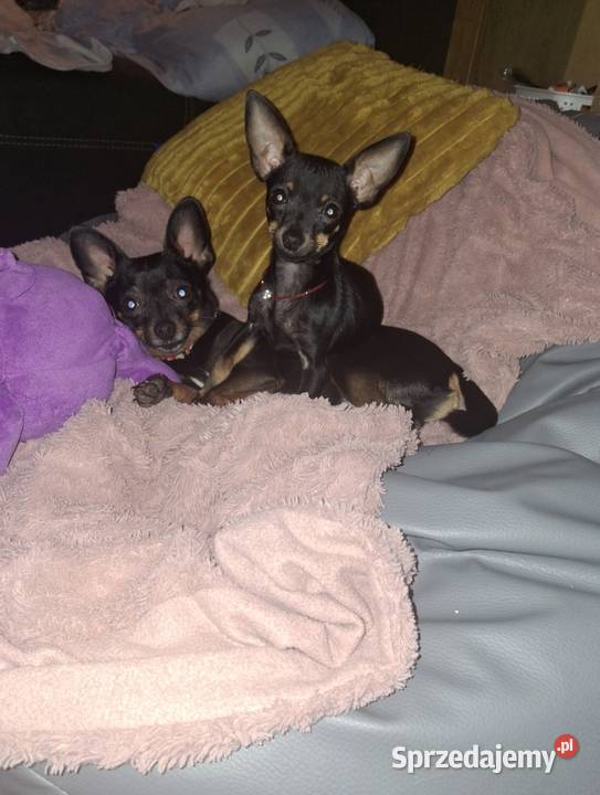 Pies pinczer minuatura Jasło