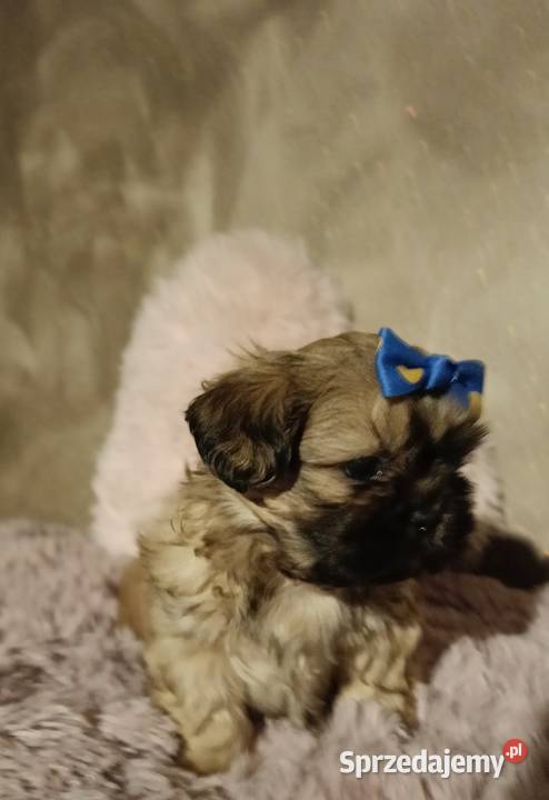 Piękny chłopiec Shih Tzu w typie europejskim dolnośląskie Legnica sprzedam