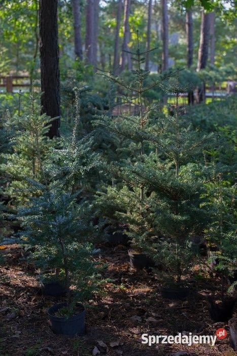 Jodła koreańska Abies koreana wys 2030 donica 1