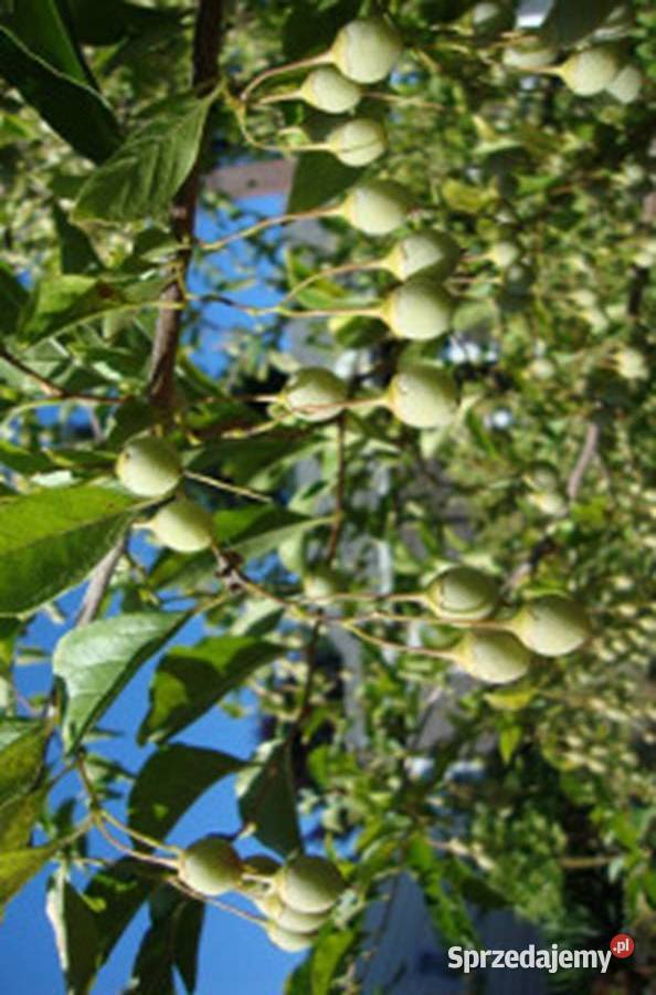 STYRAK OKRĄGŁOLISTNY Styrax obassia NASIONA 25 Nasiona Lubanie