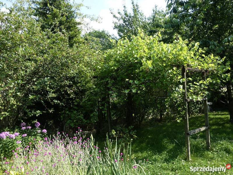 Dzialka ROD w centrum Krakowa zagospodarowana rekreacyjna małopolskie Kraków sprzedam