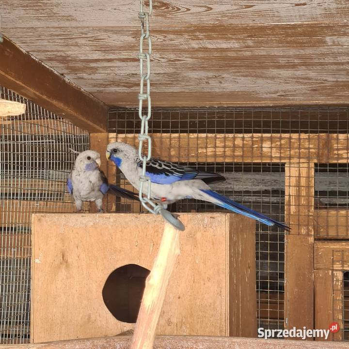 Rozelle królewskie wielkopolskie Szymanowice