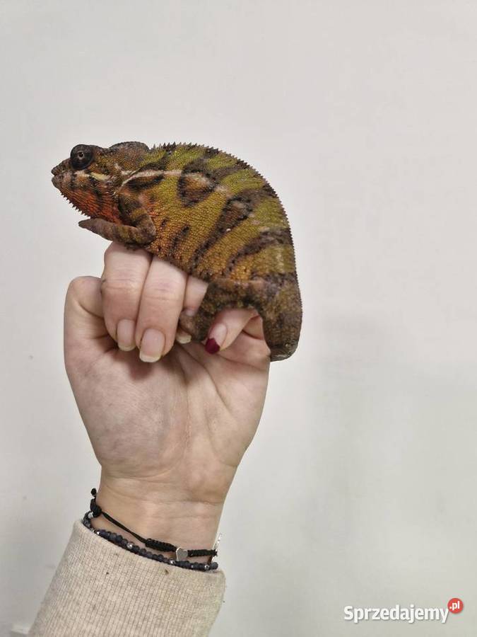 Kameleon Lamparci Ambilobe i Nosy Be samce i dolnośląskie Oława