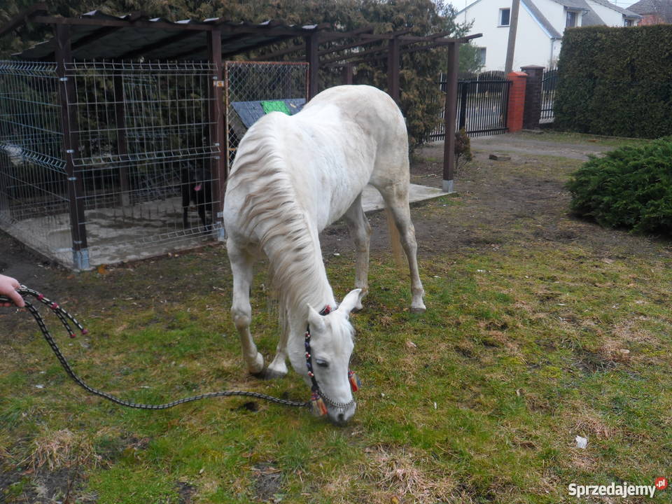 Sprzedam Klacz Arabską z niemieckim pochodzeniem wielkopolskie Zatom Stary