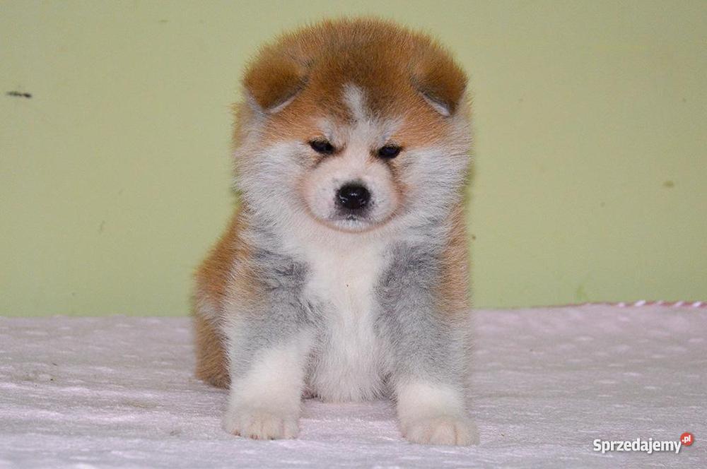 Akita japońska czerwone szczenięta Słupca