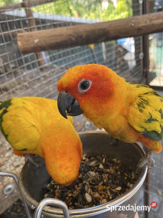 Sprzedam konury słoneczne Damasławek