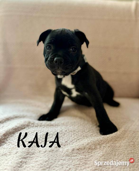 Staffordshire Bull Terrier Stafik Staffik śląskie Zabrze