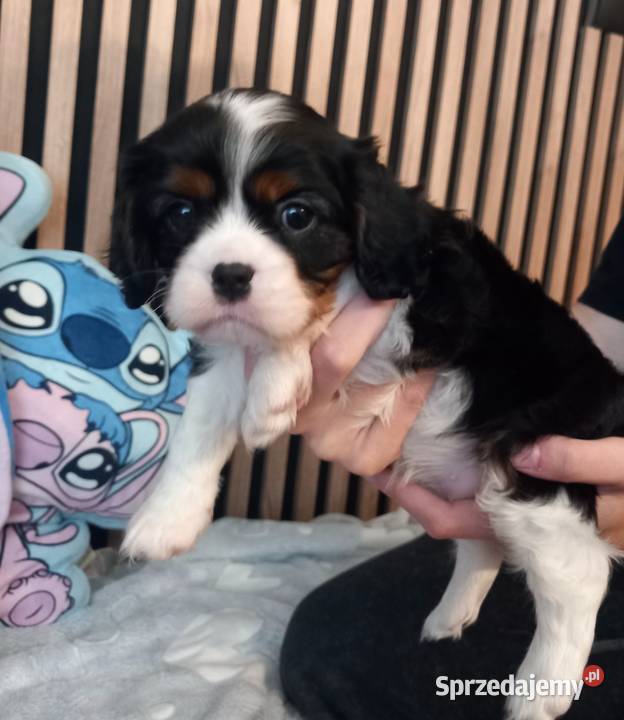 Cavalier King Charles Spaniel Strzelce Opolskie
