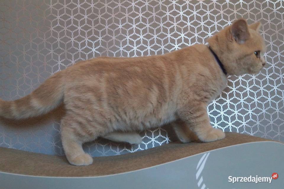 Kocurek Kremowy Brytyjska Rodowód PZFWCF