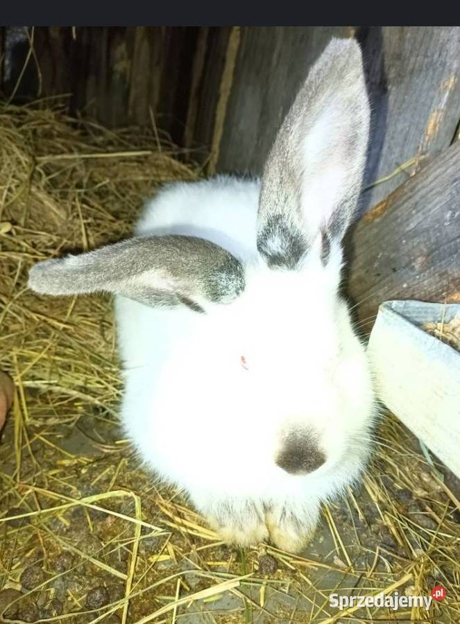 Sprzedam dwie samiczki króle Góra Świętej Małgorzaty sprzedam