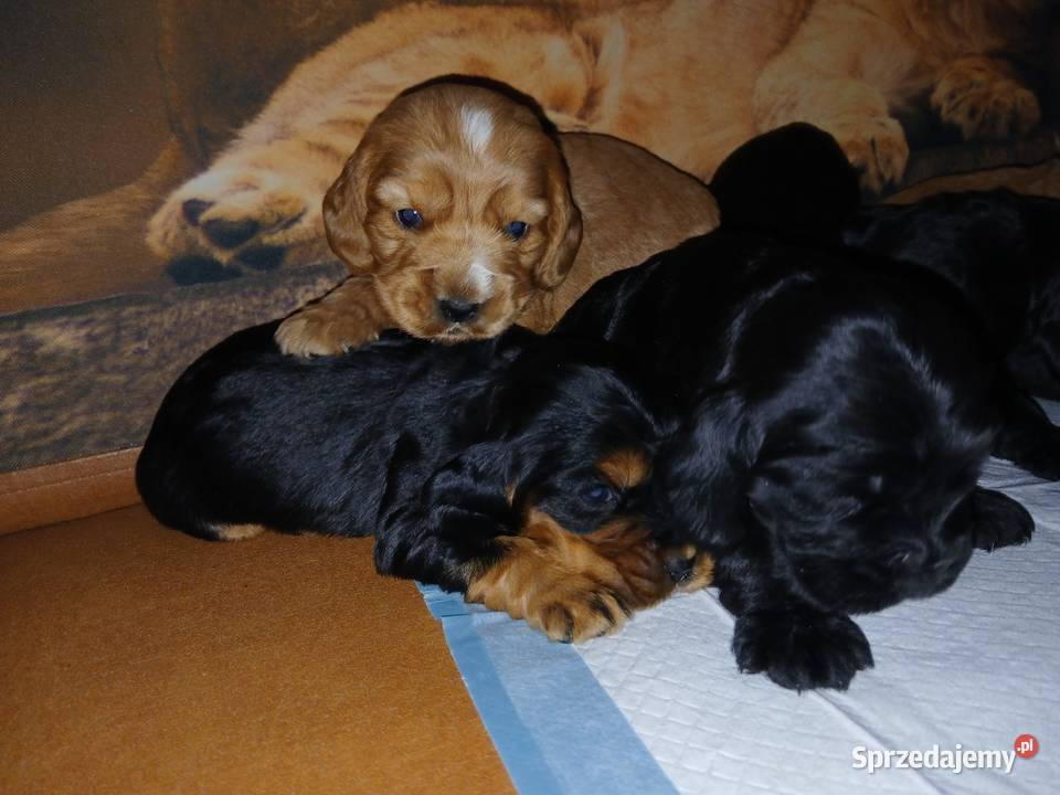 Śliczne Szczenięta Cocker Spaniel Angielski Sieradz