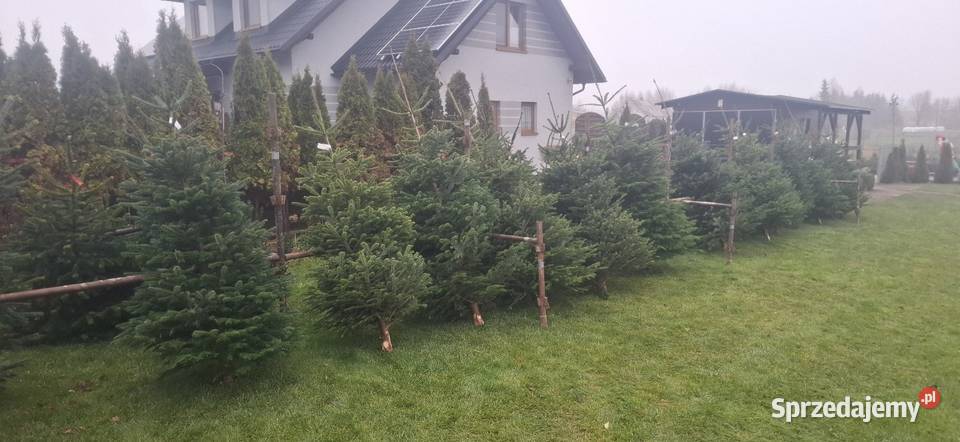 Punkt sprzedaży choinek jodla kaukaska Świerk pomorskie