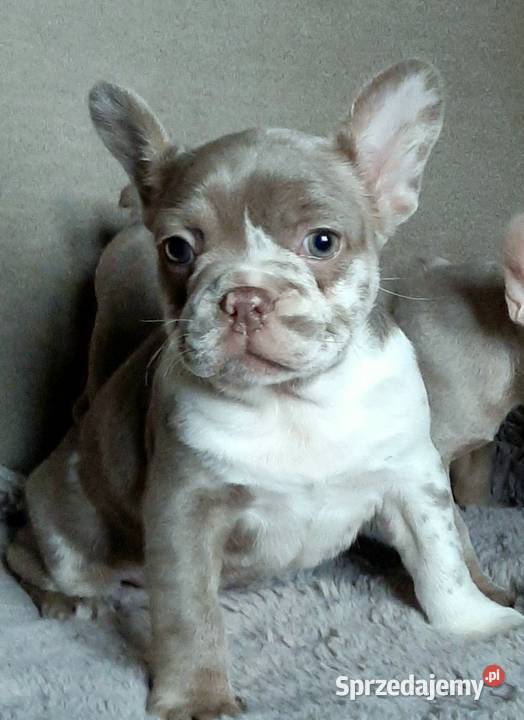 Buldg francuski suczka łódzkie