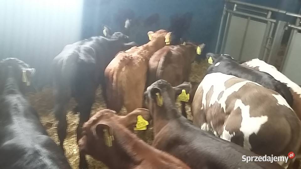 Sprzedam byczki mięsne Tomaszów Mazowiecki