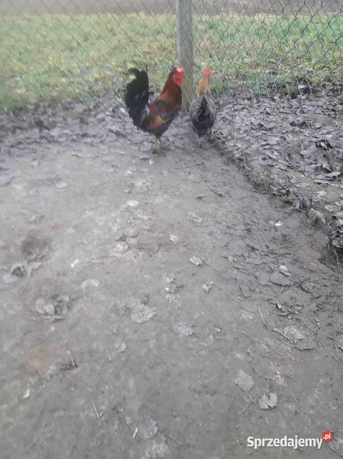 Liliputy zielononżki i koguty zwykle Czarnocin