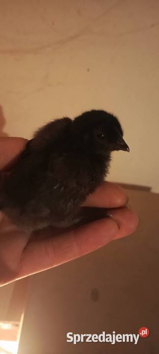 Kury Ayam Cemani czarne i białe Jastrzębie-Zdrój