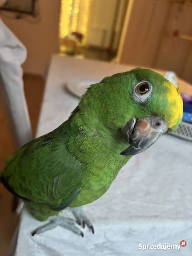 Amazonka żółtogłowa papuga