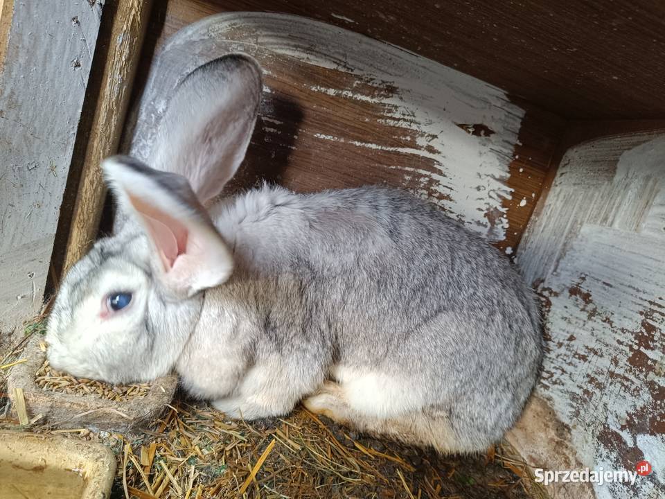 Królik duży na zabicie Chodów