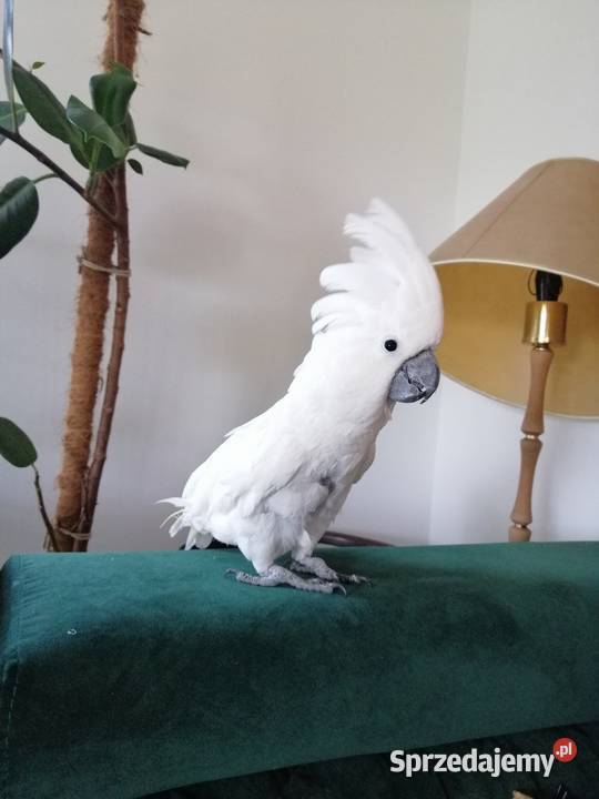 Kakadu Alba Pamiątkowo