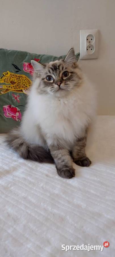 Kocurek ragdoll 2 letni Wrocław