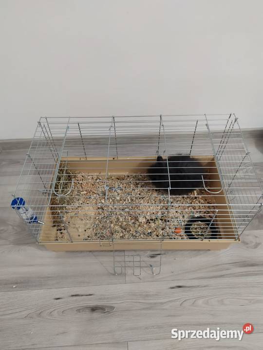 Królik karzełek teddy duża klatka Bytom