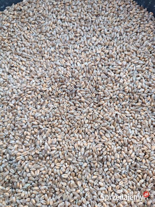 Sprzedam pszenicę ozima EUFORIA Proszenie