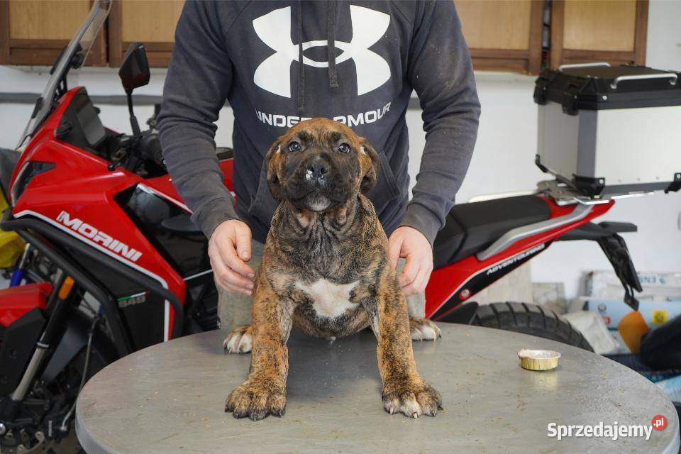 Boerboel Szczenięta mastifa Warszawa