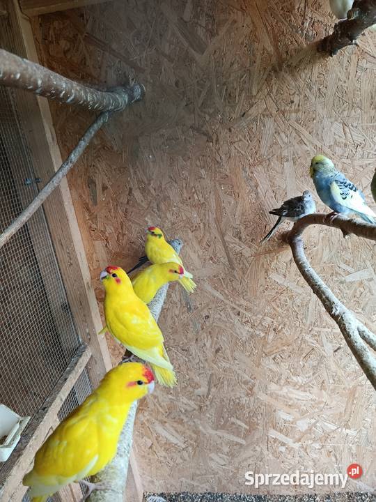 Papugi modrolotki kozy faliste nimfy i inne sprzedam