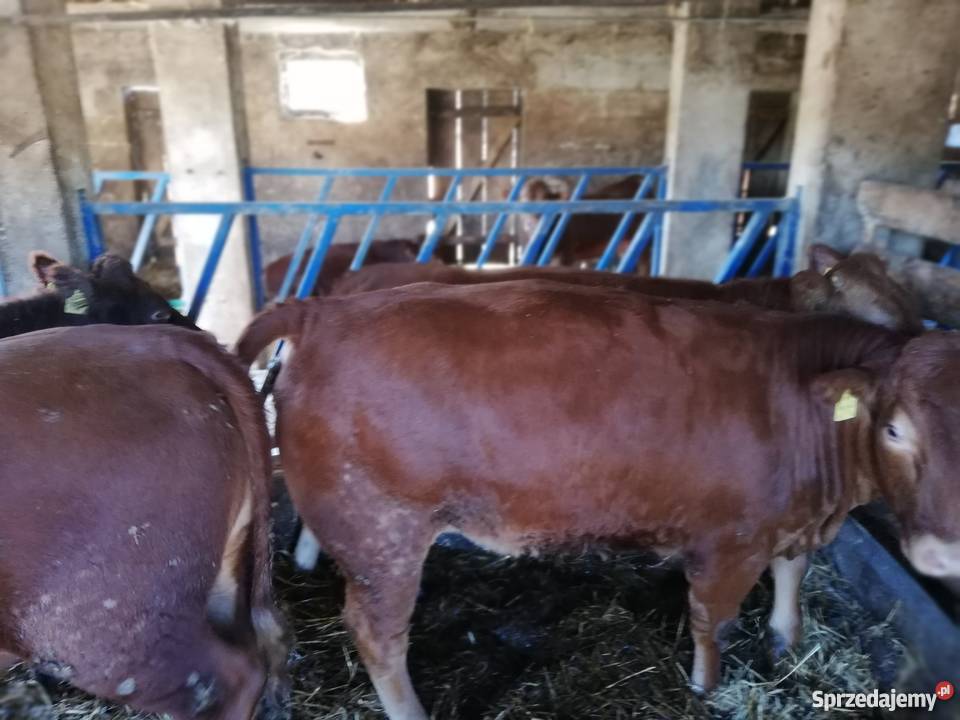 Jałówki limousine 4 sprzedam