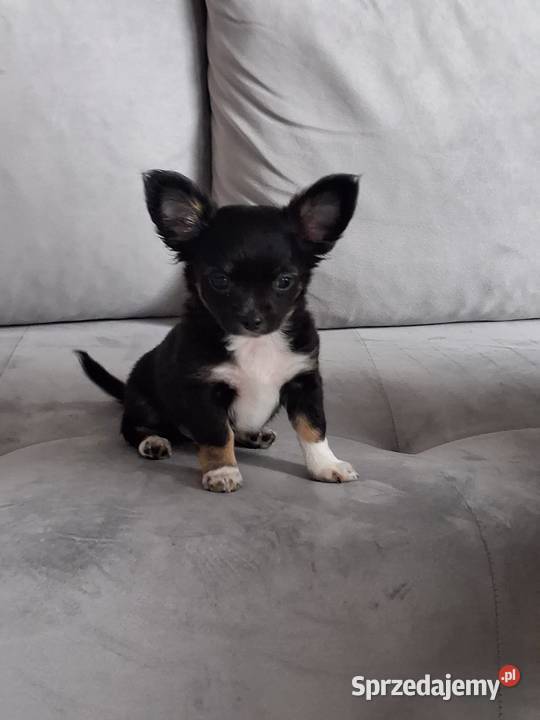 Uroczy Chihuahua chłopiec długowłosy szuka nowej Chihuahua pomorskie Gdańsk