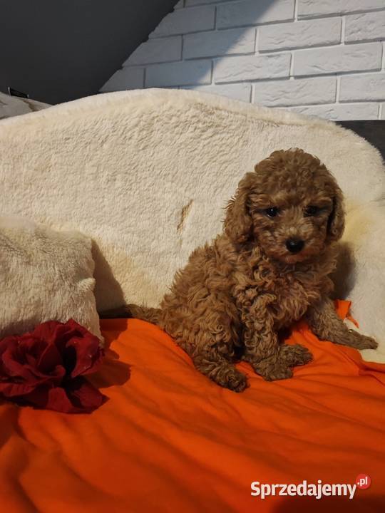Pudle toy szczenieta sprzedam