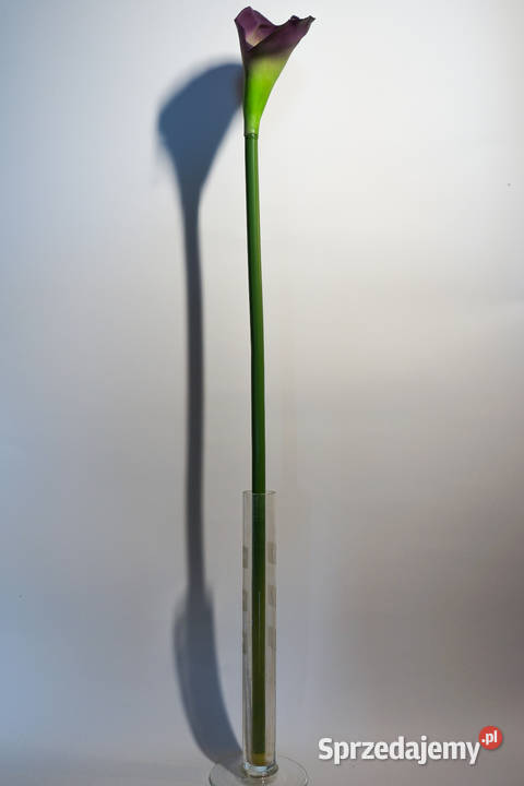 Kalia w kolorze fioletowym śląskie Częstochowa