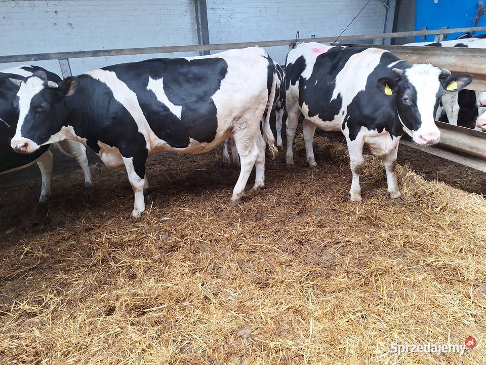Sprzedam jalowice cielne Giełda zwierząt Nowy Kobrzyniec