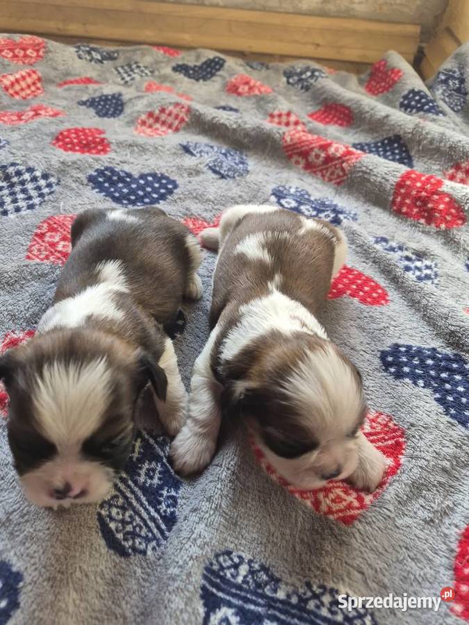 Shih Tzu szczenięta lubuskie Zielona Góra