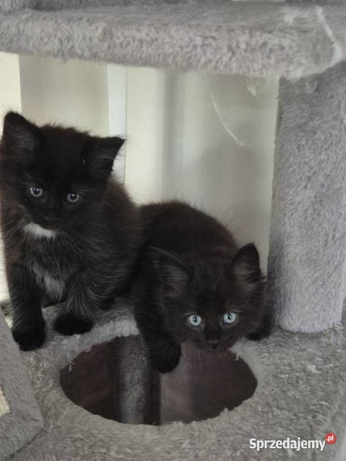 CZARNE Syberyjskie Kocurki rodowód FPL Syberyjski Stary Broniszew