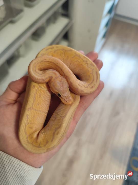 Pytony Królewskie tegoroczne Pruszków