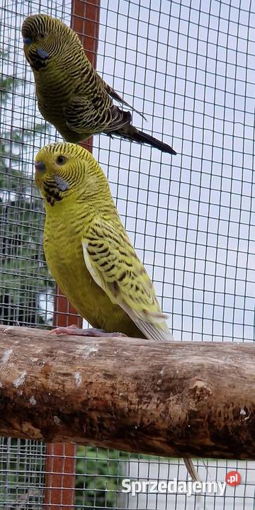 papużka falista blackface łatwo się oswaja może opolskie Opole