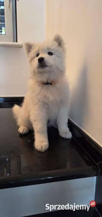 Samoyed 10 tygodniowe szczeniaki