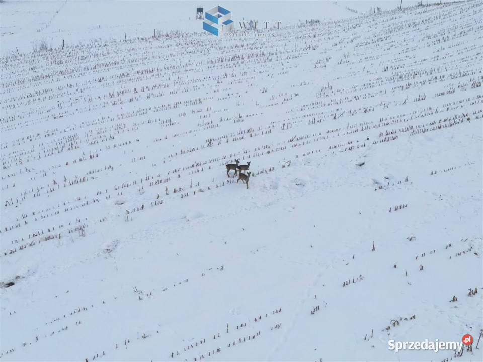 sprzedaży działki 31500m Nowa Wieś 24zł/m2