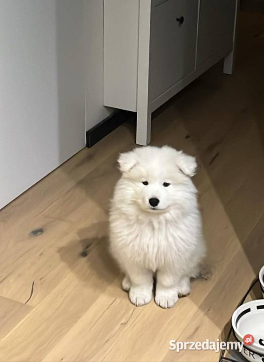 Samoyed
