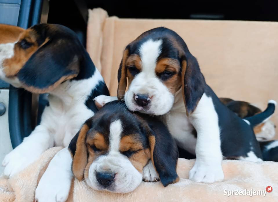 Beagle tricolor szczenięta Sokołów Podlaski