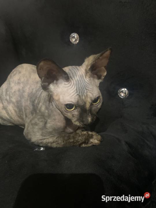 Sfinks Kanadyjski Diablica tygryska Rodowód Leszno sprzedam