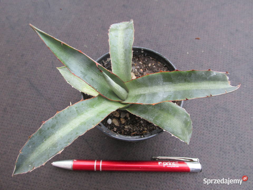 Mrozoodporna agawa do 15 C Agave lophantha Pozostałe