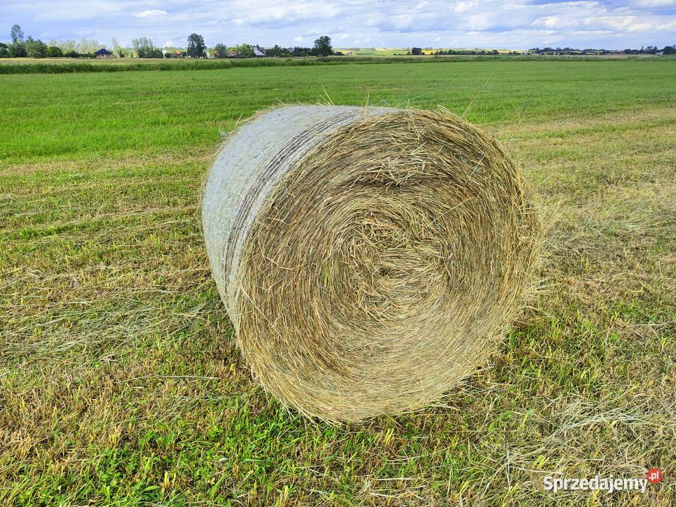 Siano 2025 rozmiar 120x120 świętokrzyskie