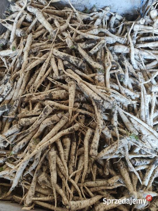 Warzywa pietruszka marchew ziemniaki Jędrzejów