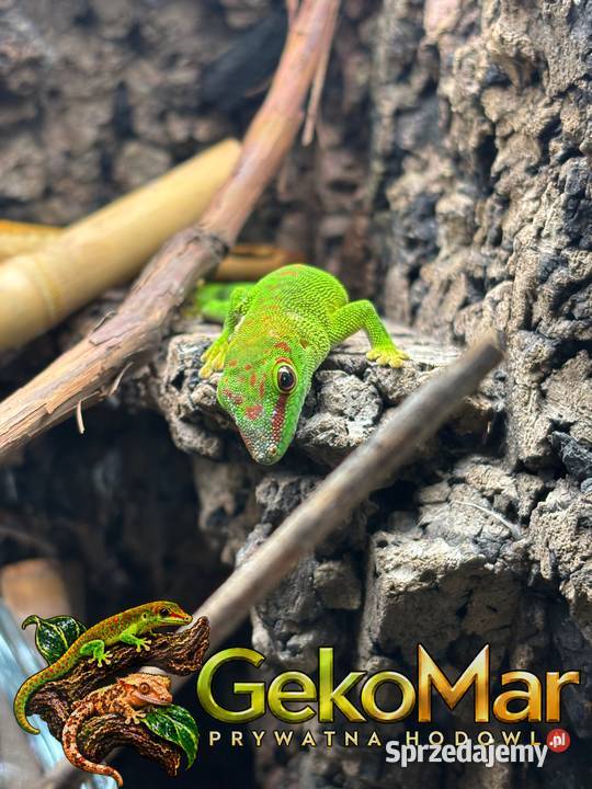 Felsuma madagaskarska Phelsuma grandis opolskie Obrowiec