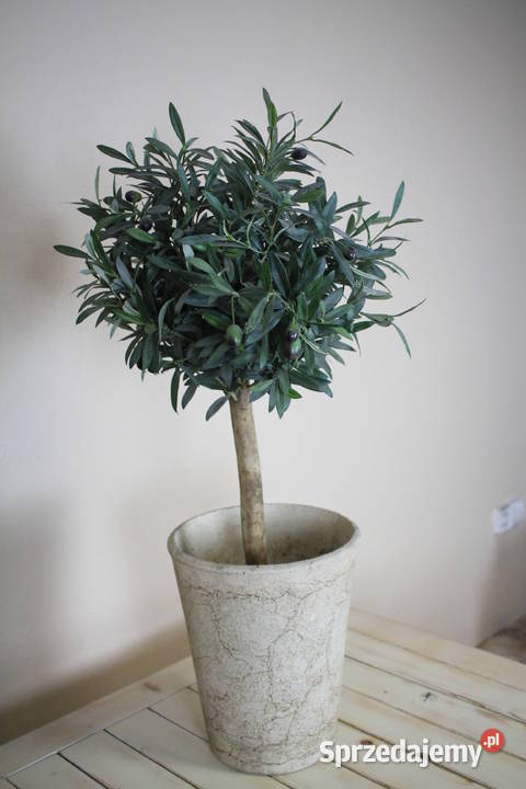 Piękne drzewko donica Pszczyna