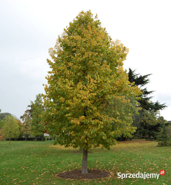 LESZCZYNA TURECKA Corylus colurna NASIONA 100 Rośliny sprzedam